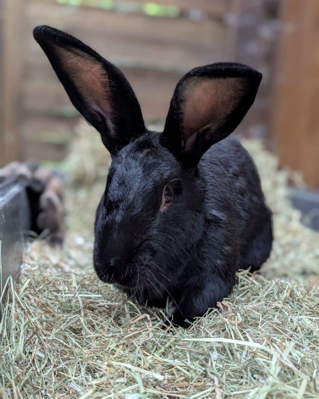 Pompon - Rongeur Lapin à adopter