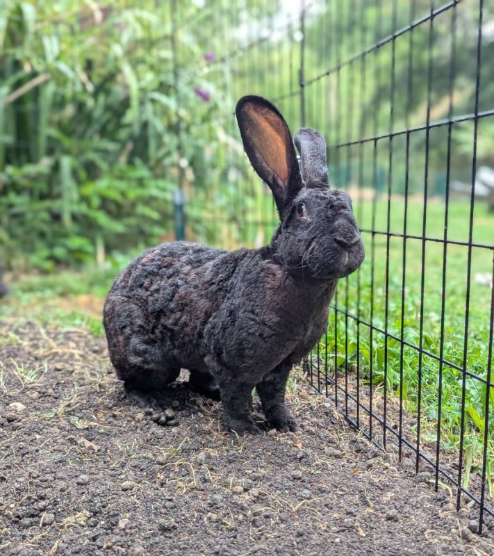 Prunelle - Rongeur Lapin à adopter - photo 2