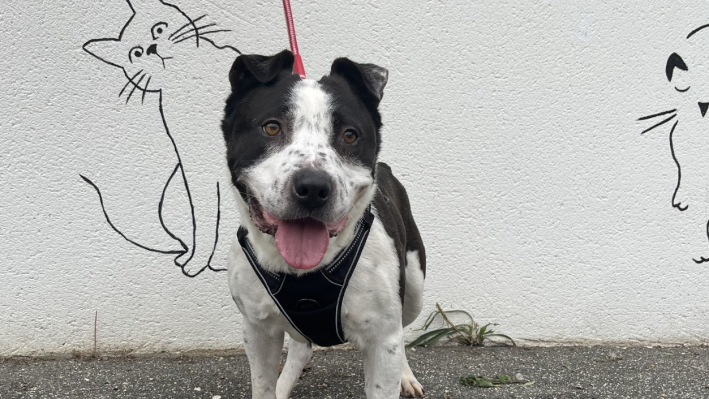 Photo #1 de Titane vaa