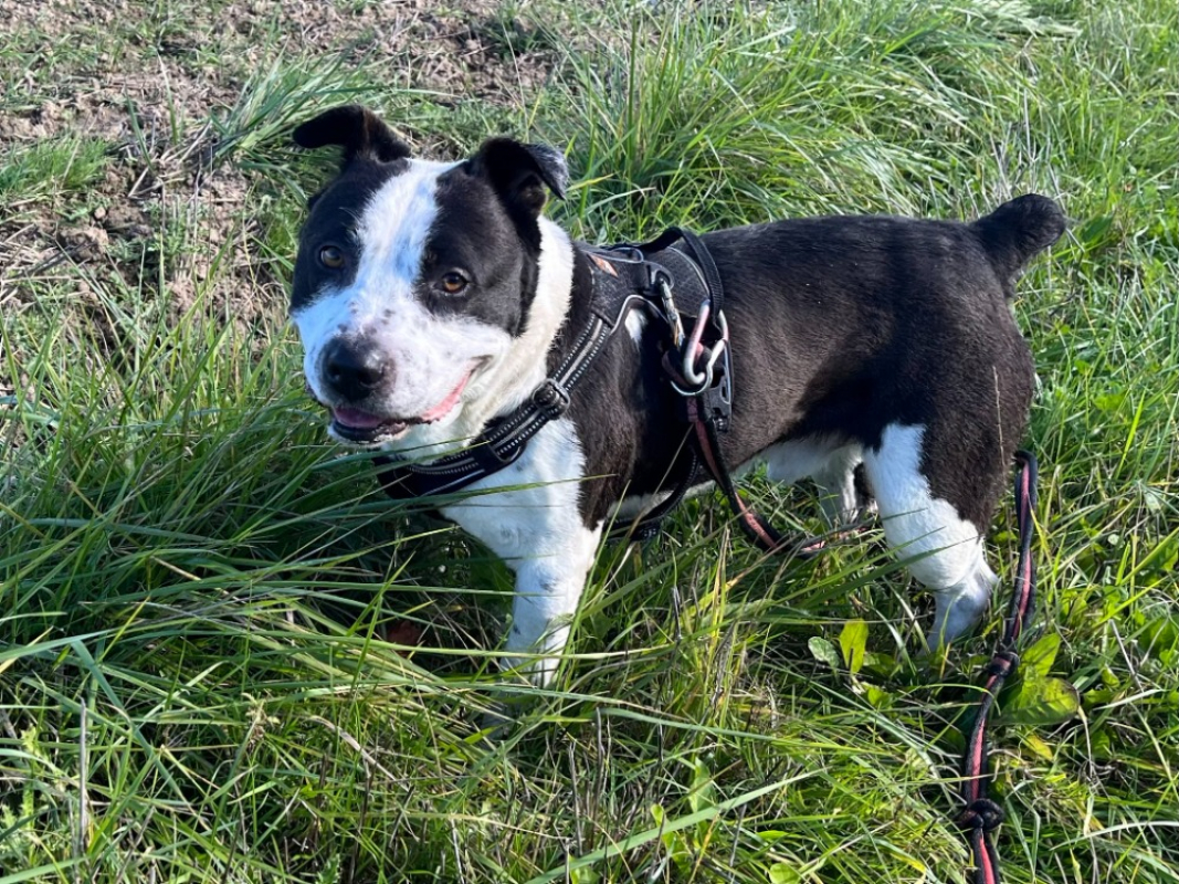 Photo #2 de Titane vaa