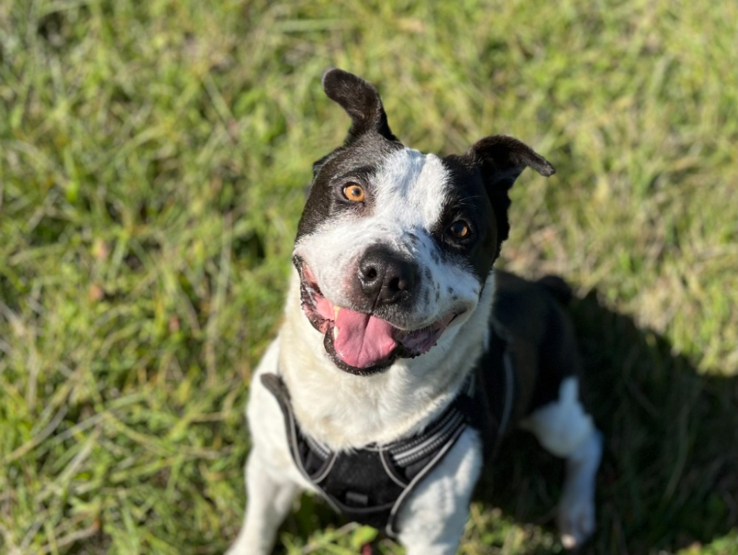 Photo #4 de Titane vaa