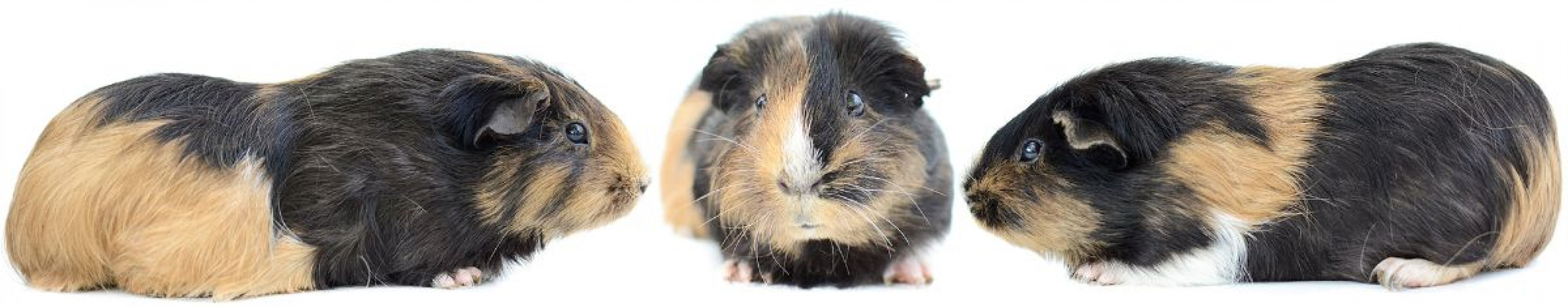 Photo de Chouquette