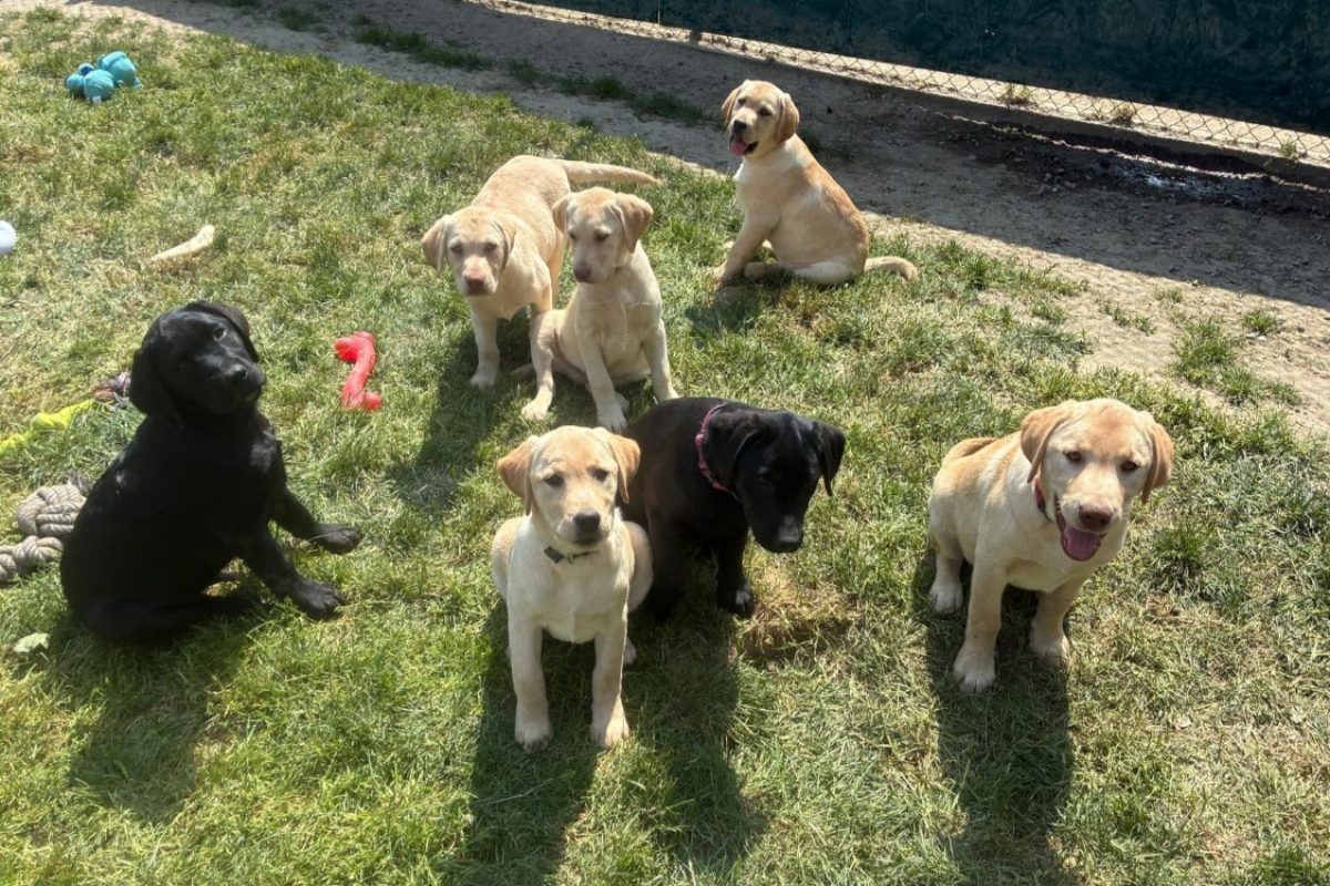 Chiots lab - Chien à adopter à Rennes (35) - Animaux.fr