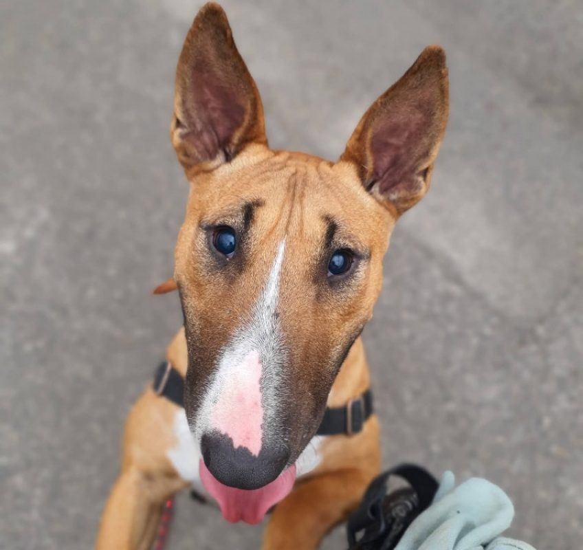 Violette - Chien Bull Terrier à adopter