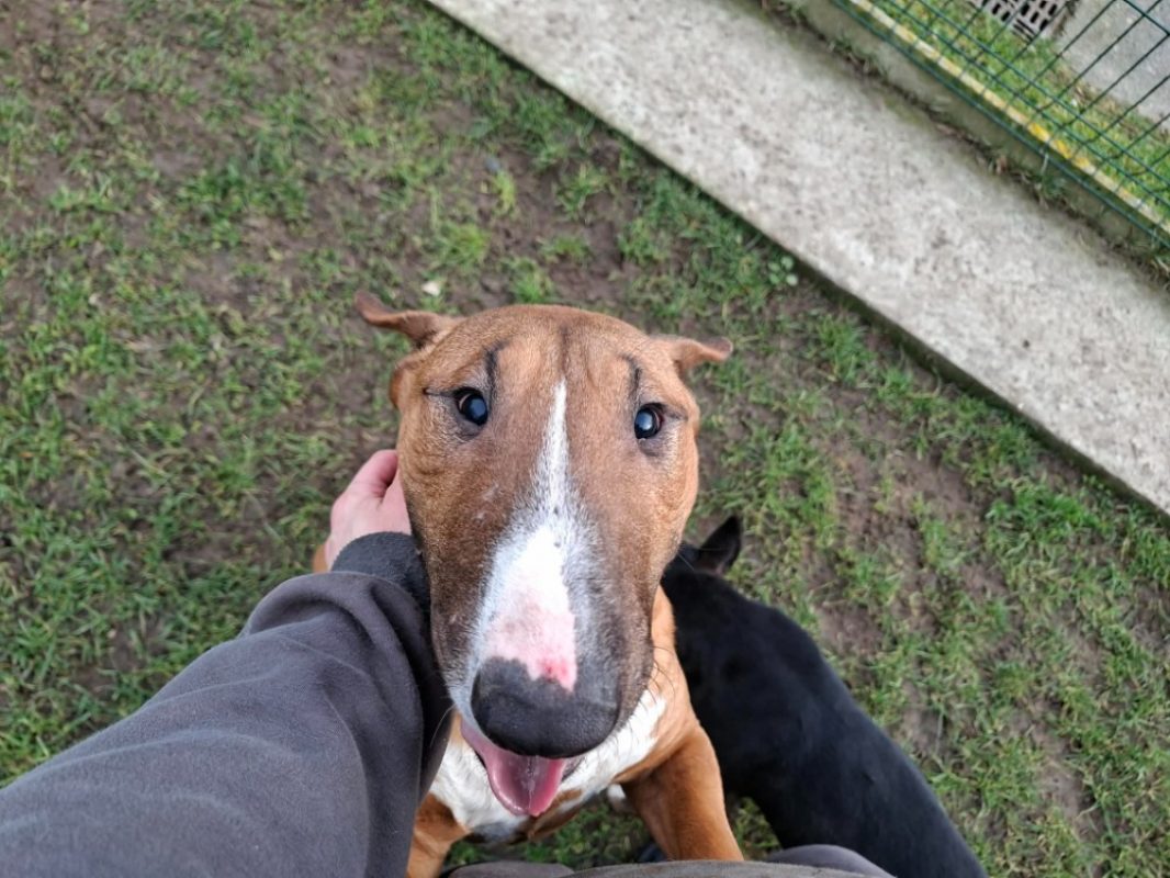Violette - Chien Bull Terrier à adopter - photo 2