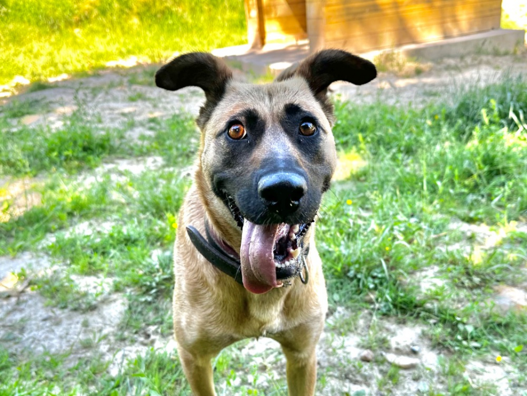 Photo #1 de Trixie