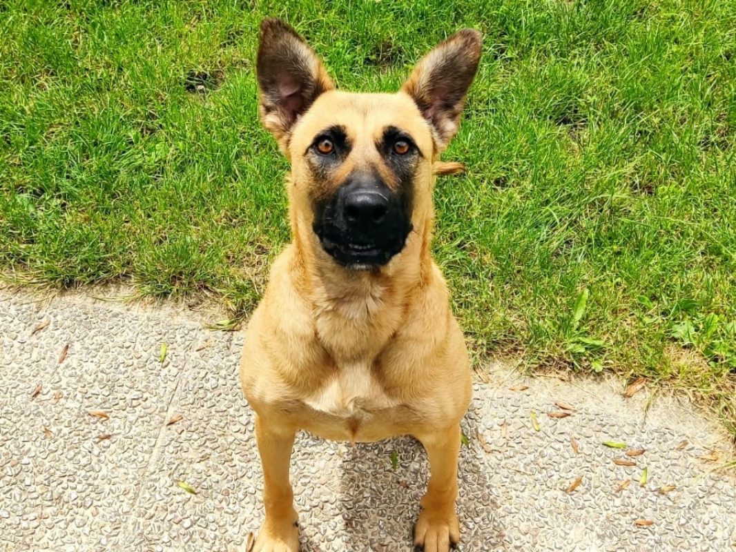 Photo #4 de Trixie