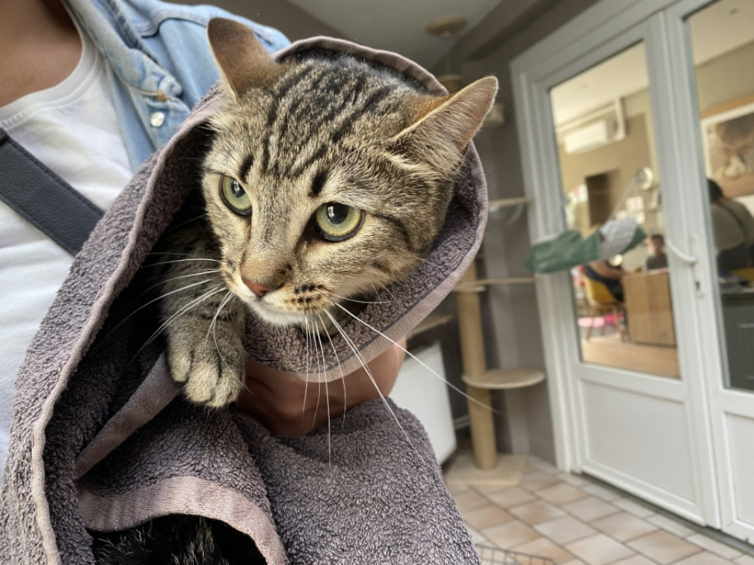 Photo de Kitty