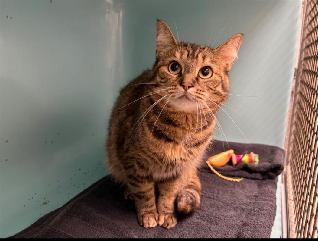 Naya - Chat Européen à adopter