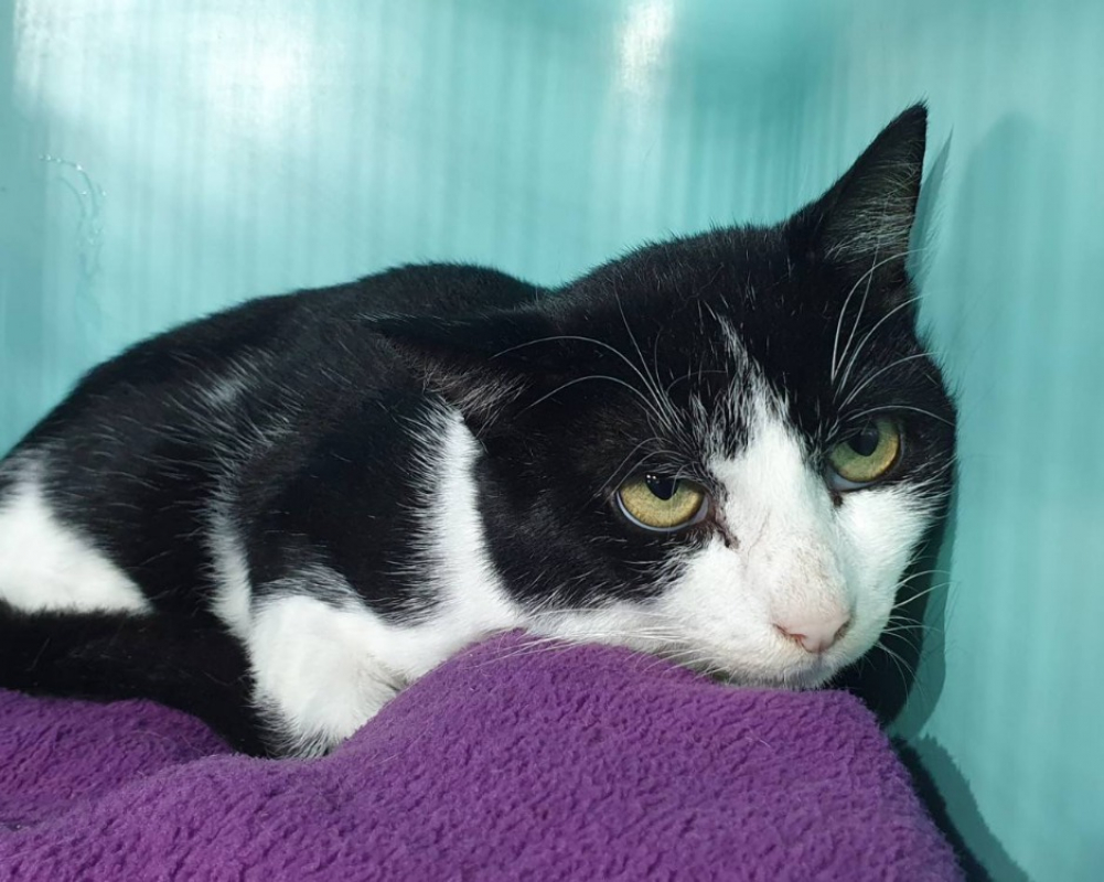 Photo de Vladimir cha