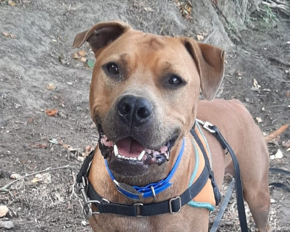 Agrid - Chien à adopter