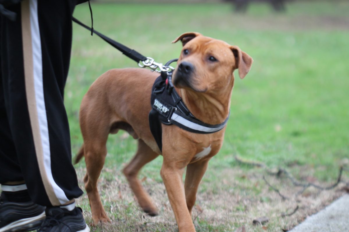 Agrid - Chien à adopter - photo 2