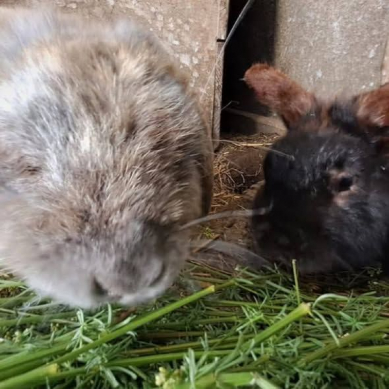 Photo #5 de LOKI et NOUCHKA