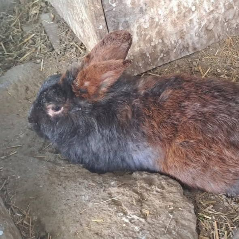 Photo #3 de LOKI et NOUCHKA