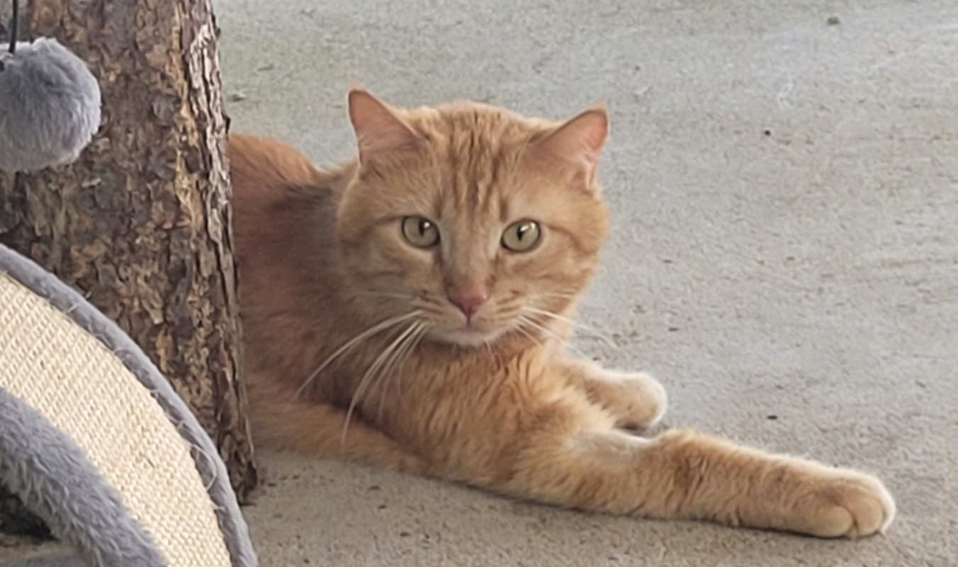 Photo de Cookie