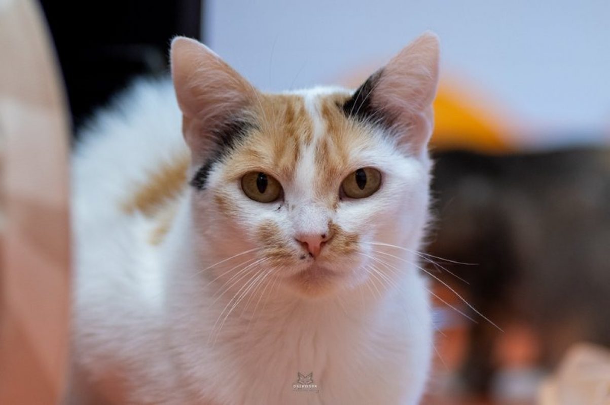 Marybel - Chat Européen à adopter