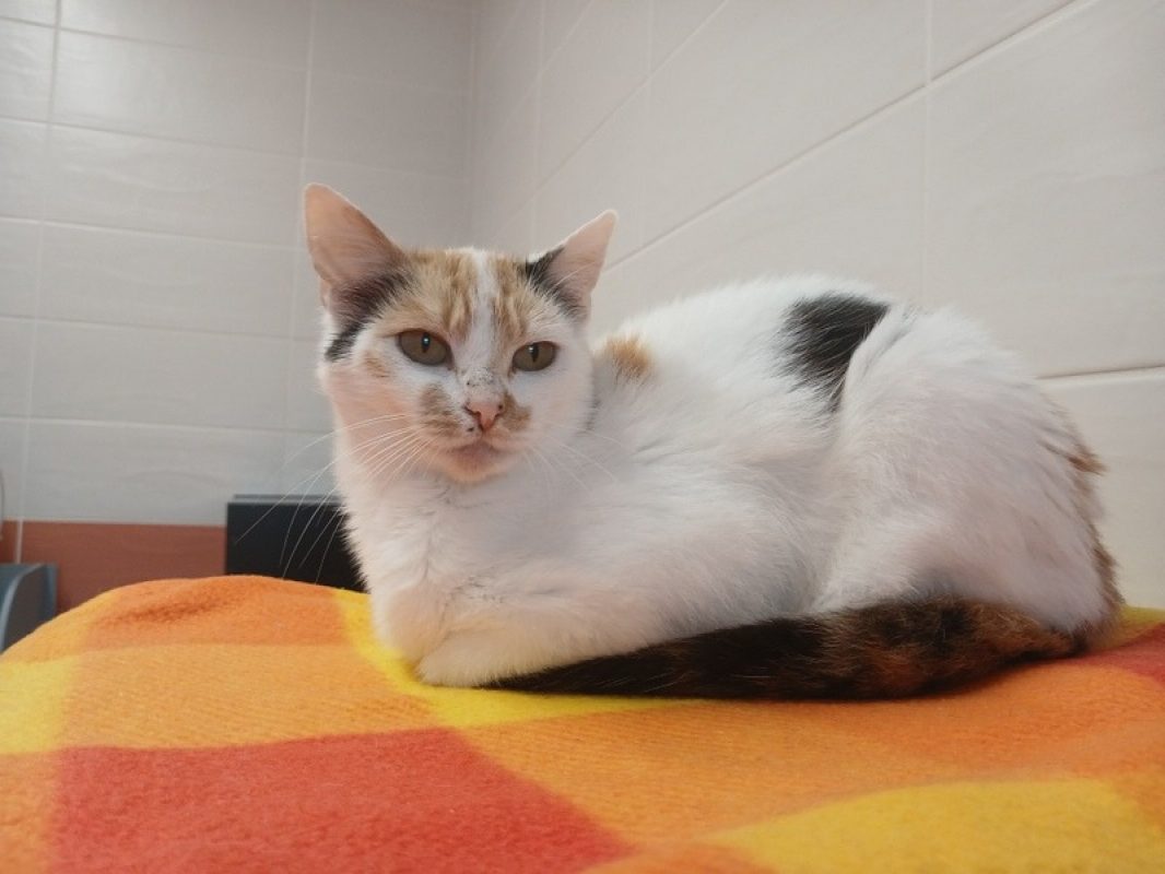 Marybel - Chat Européen à adopter - photo 2