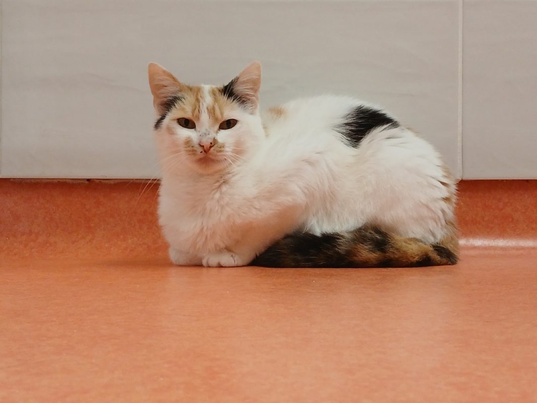 Marybel - Chat Européen à adopter - photo 3
