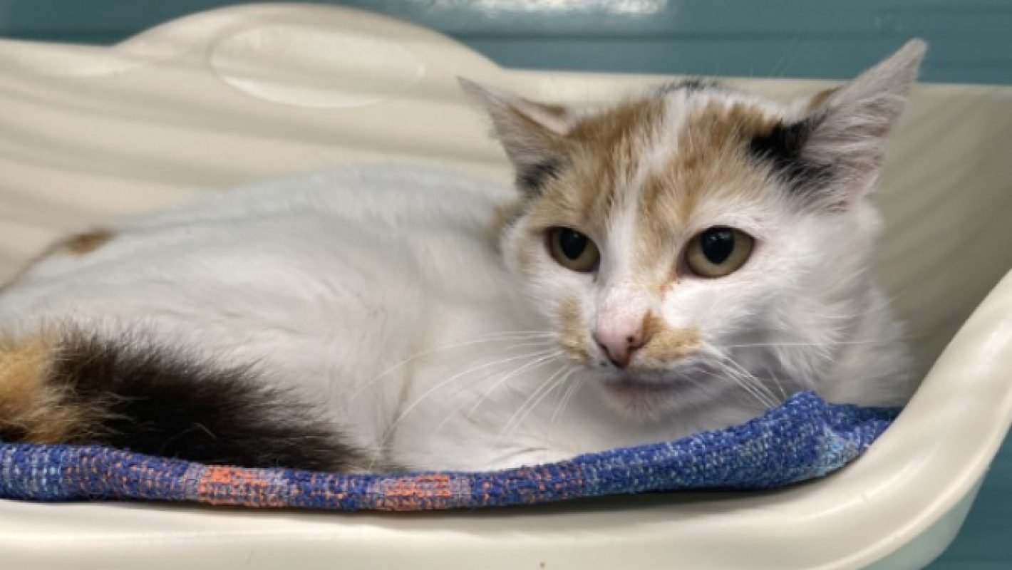 Marybel - Chat Européen à adopter - photo 4
