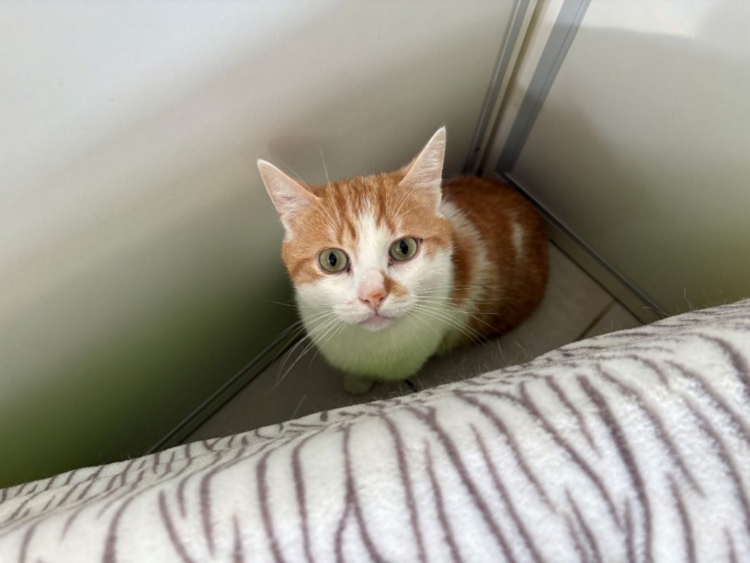 Mon fils - Chat Européen à adopter
