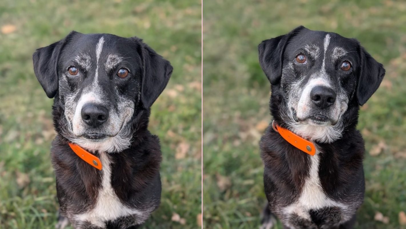 Parker - Chien à adopter