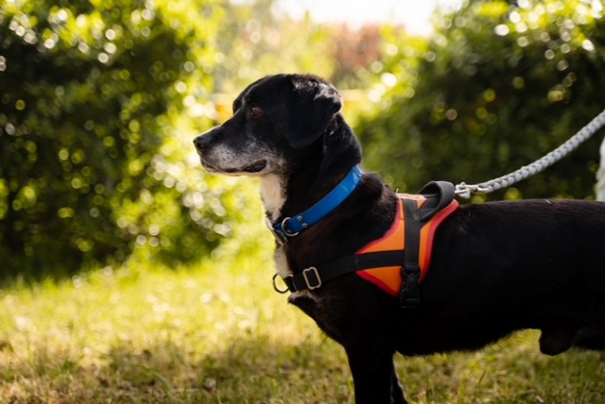 Parker - Chien à adopter - photo 2