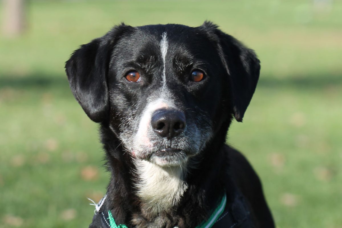 Parker - Chien à adopter - photo 3