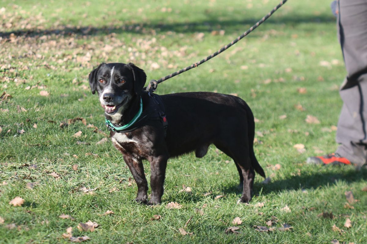 Parker - Chien à adopter - photo 4