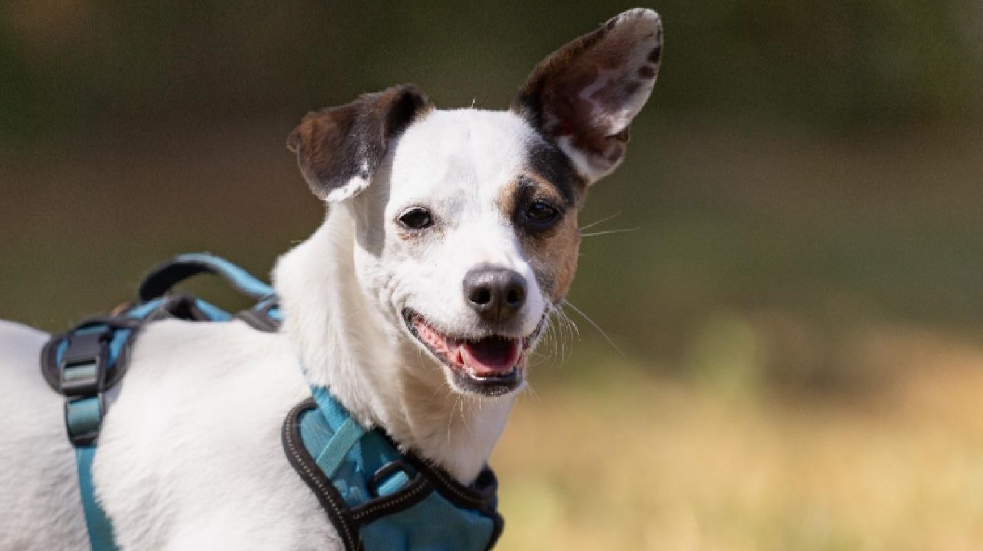 Canaille - Chien à adopter