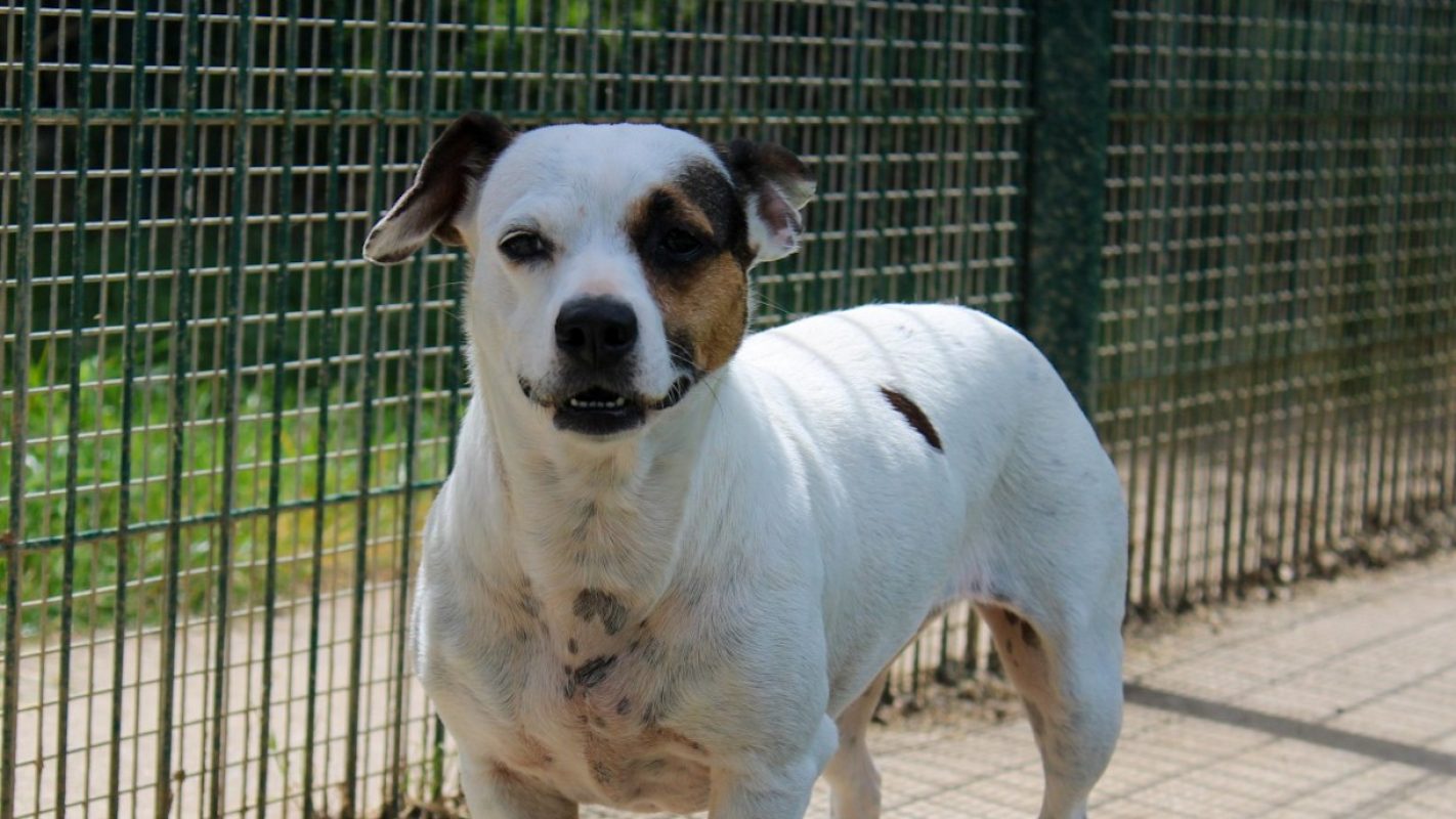 Canaille - Chien à adopter - photo 3