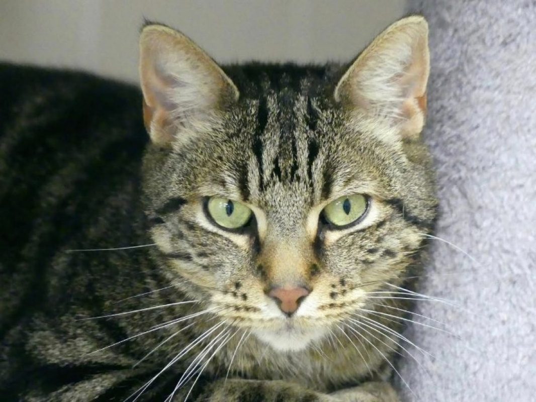 Thys - Chat Européen à adopter