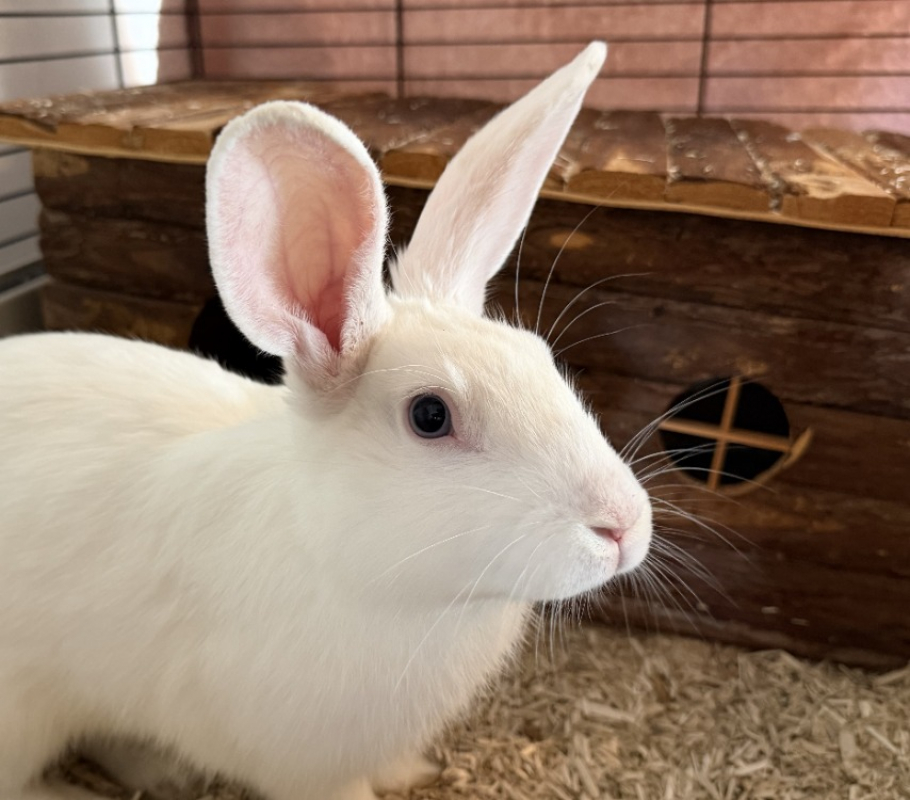 Photo de Bunny