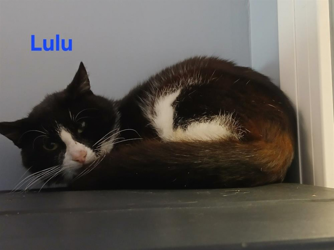 Photo de Lulu