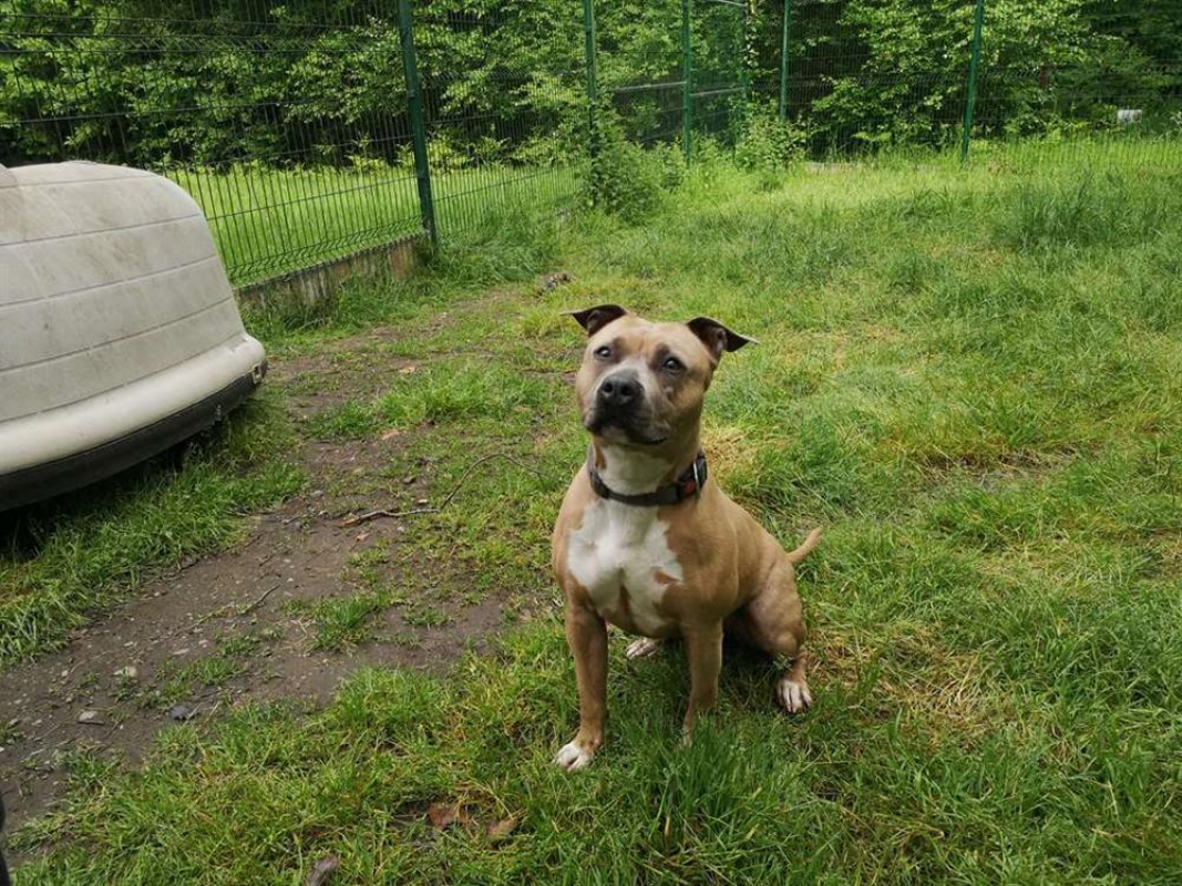 Photo #2 de Nala