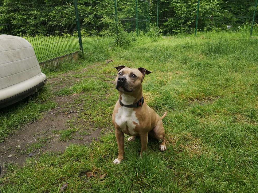 Photo #4 de Nala
