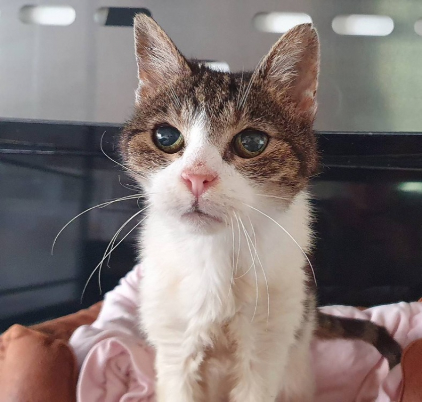 Photo de Gaufrette cha