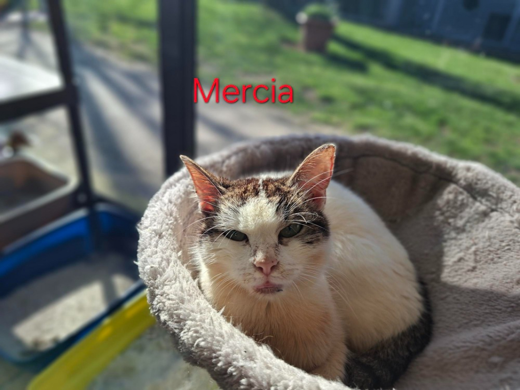 Photo de Mercia
