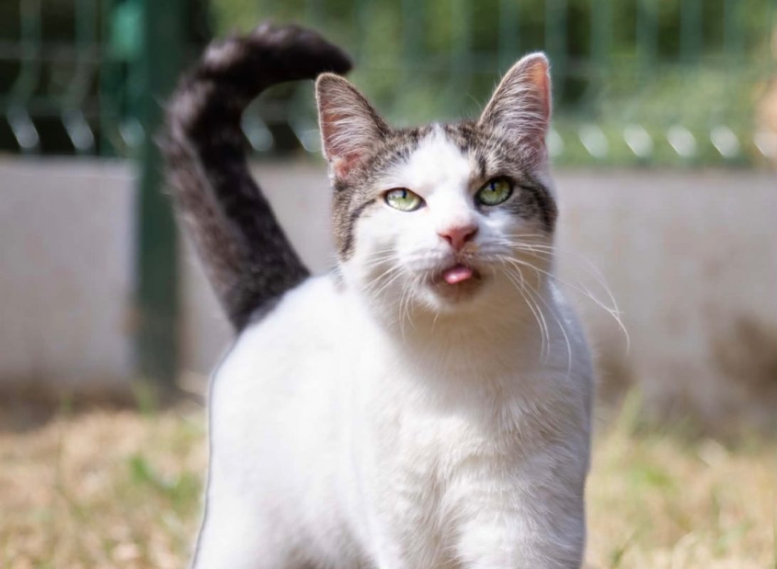 Mercia - Chat Européen à adopter