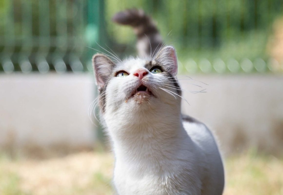 Mercia - Chat Européen à adopter - photo 2