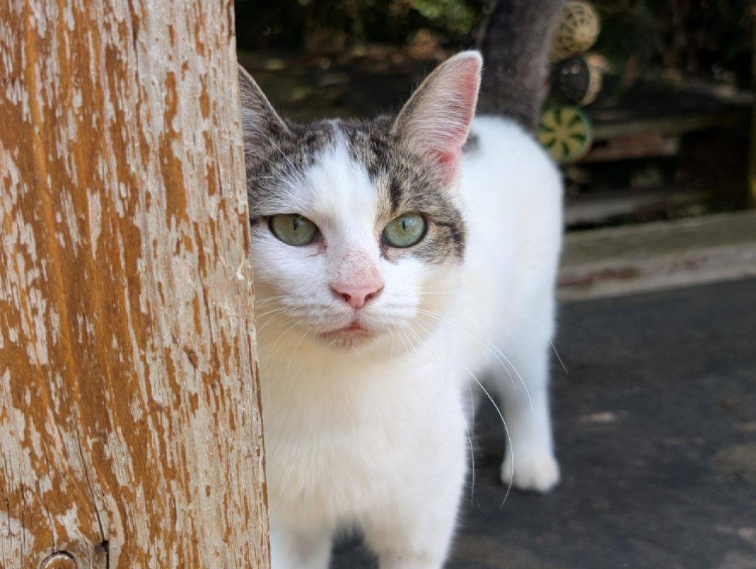 Mercia - Chat Européen à adopter - photo 3
