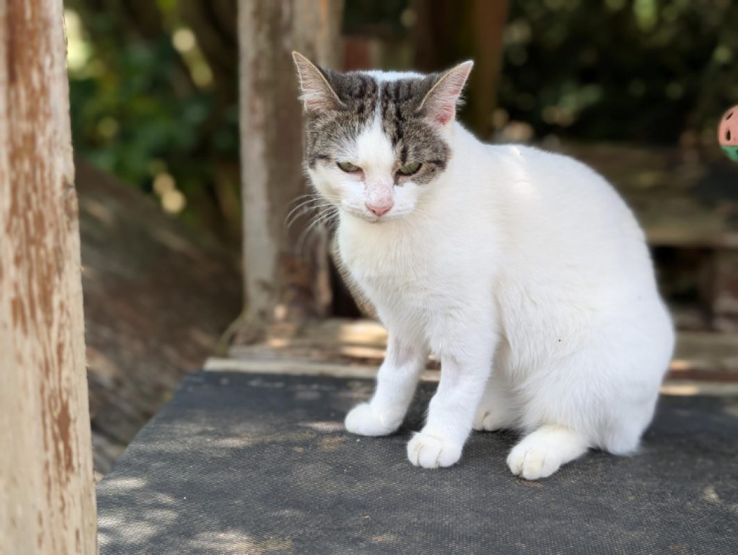 Mercia - Chat Européen à adopter - photo 4