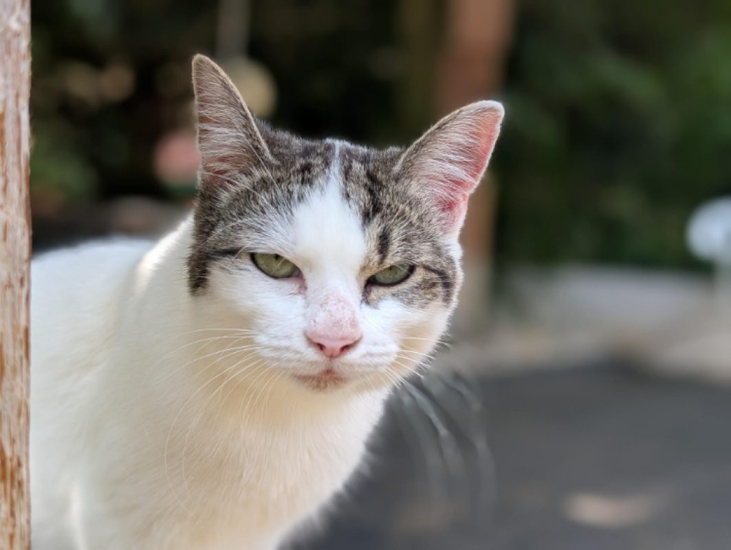 Mercia - Chat Européen à adopter - photo 5