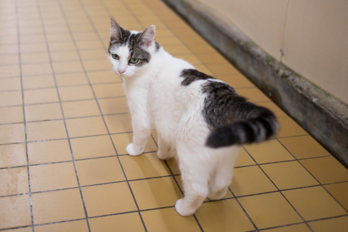 Mercia - Chat Européen à adopter - photo 6