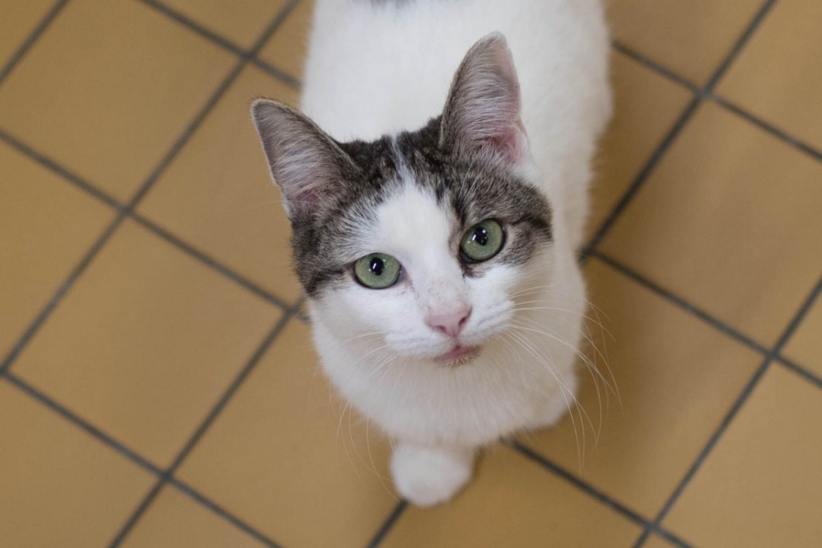 Mercia - Chat Européen à adopter - photo 7