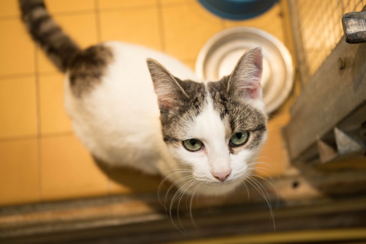 Mercia - Chat Européen à adopter - photo 8