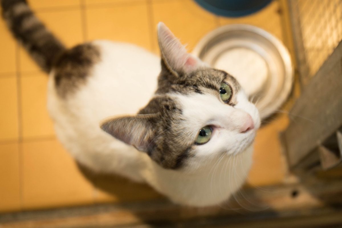Mercia - Chat Européen à adopter - photo 9