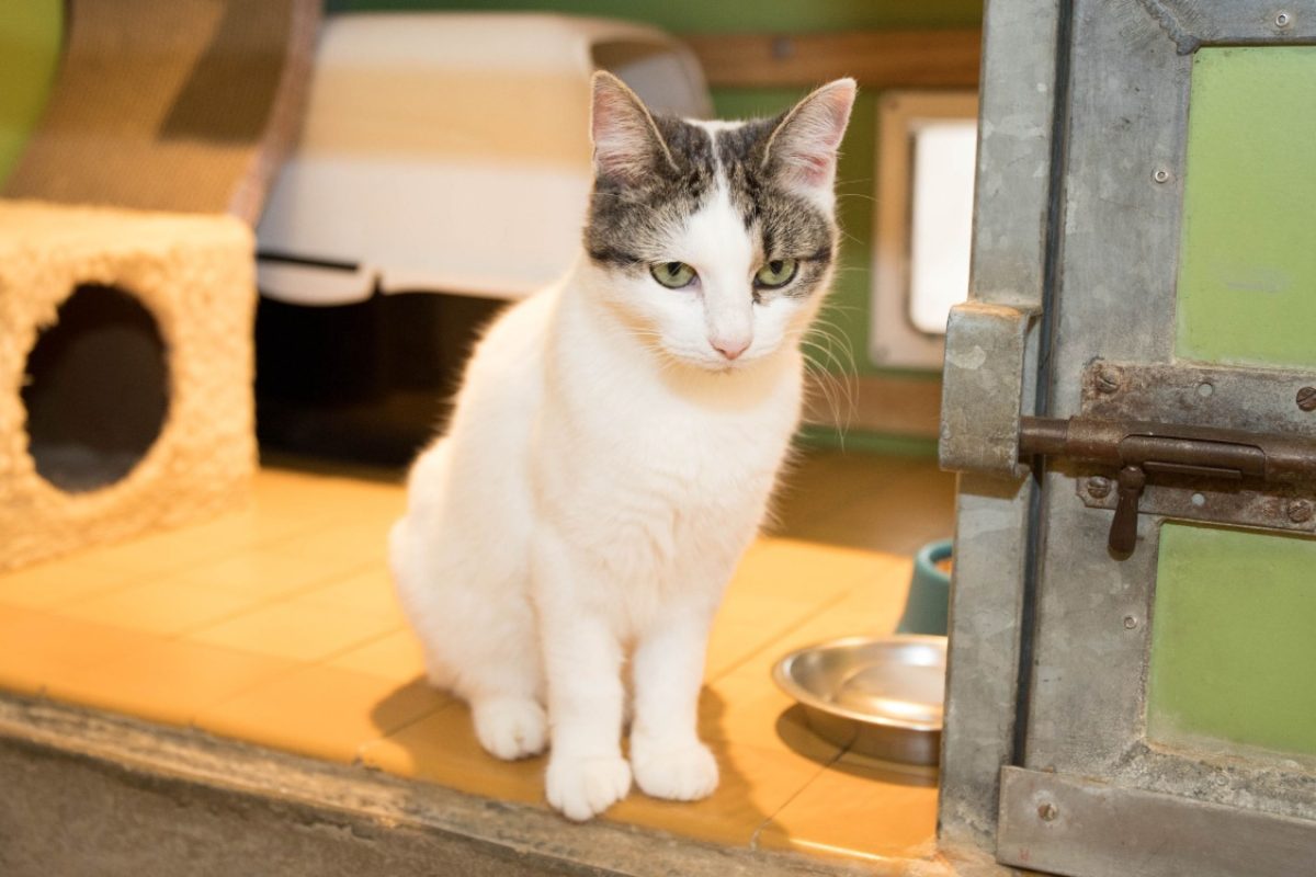 Mercia - Chat Européen à adopter - photo 10