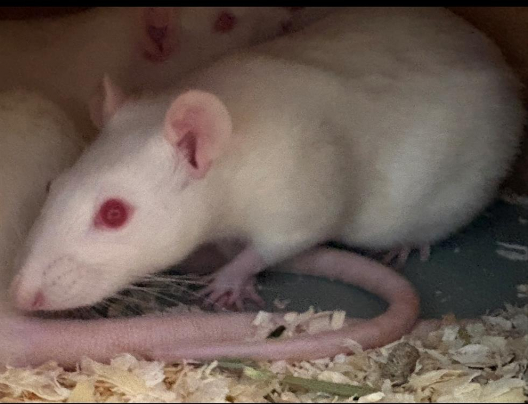 Photo de Ratine