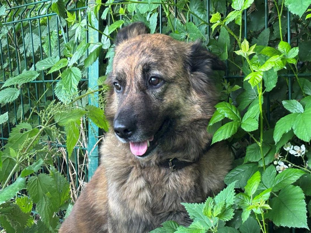 Lokum - Chien Berger à adopter