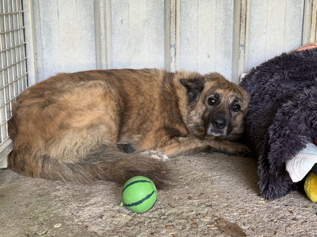 Lokum - Chien Berger à adopter - photo 2